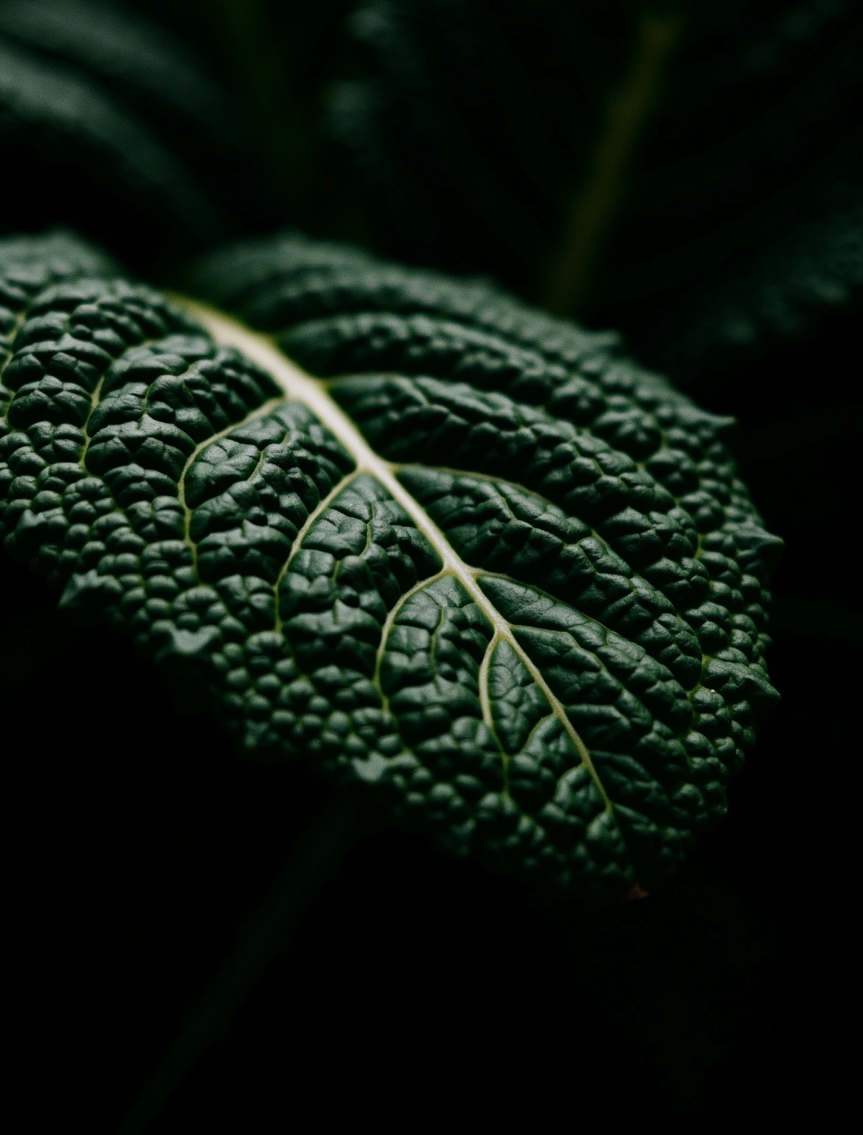 Botanische Struktur eines Kohlblattes